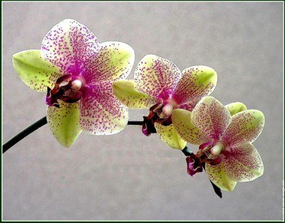 orchidja