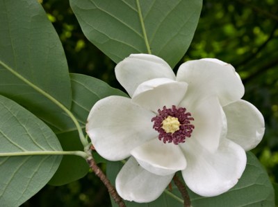 magnolija