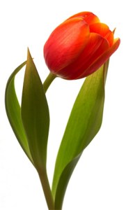 tulp