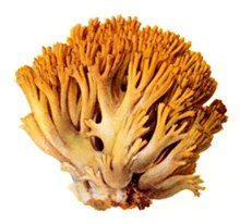 koralas
